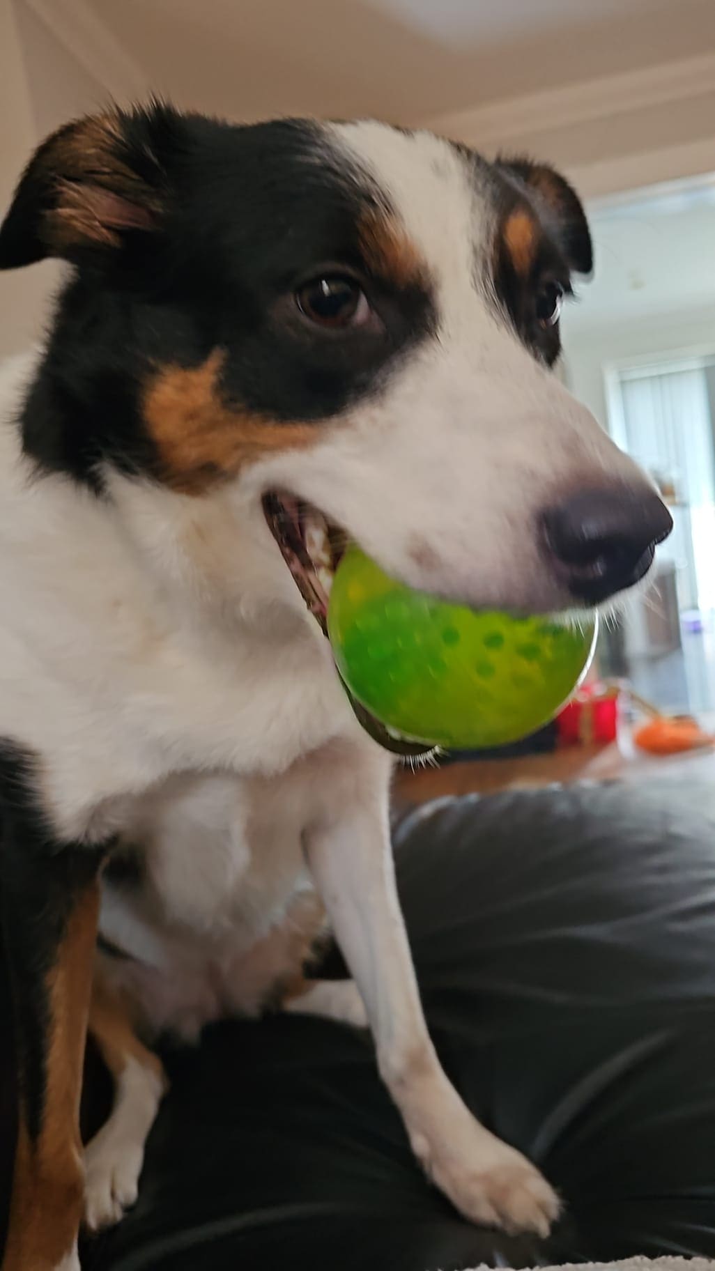 Border collie on a couch appearing to be smiling giving side eye with a green ball in her mouth